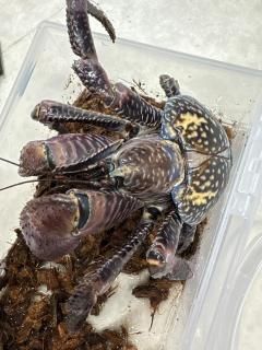 䥷?