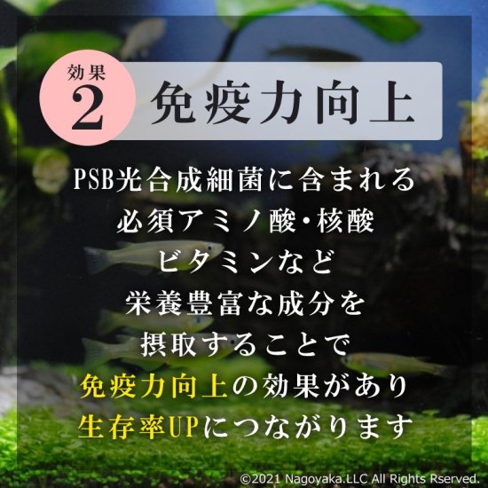 PSB光合成細菌1000ml | 光合成細菌の生物濾過効果 - 観賞魚用品専門店 和香（なごやか）