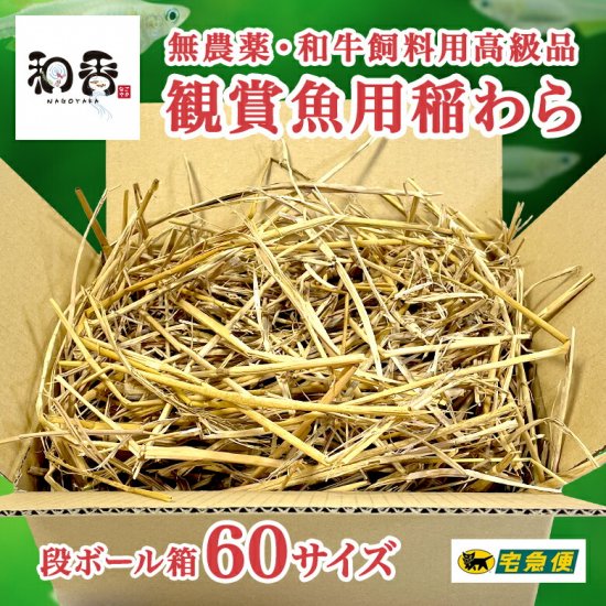 和香 稲わら 無農薬 観賞魚用 （段ボール箱60サイズ） めだかの越冬や納豆菌でミジンコ・ゾウリムシ・ミドリムシ培養に効果的