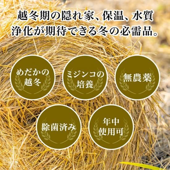 和香 稲わら 無農薬 観賞魚用 （段ボール箱60サイズ） めだかの越冬や納豆菌でミジンコ・ゾウリムシ・ミドリムシ培養に効果的