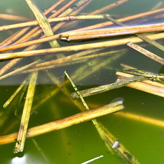 和香 稲わら 無農薬 観賞魚用 （段ボール箱60サイズ） めだかの越冬や納豆菌でミジンコ・ゾウリムシ・ミドリムシ培養に効果的