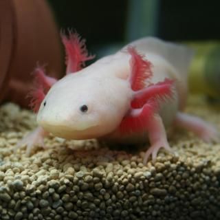 ウーパールーパー様 ウーパールーパー | リューシスティック ベビー - 観賞魚用品専門 和香