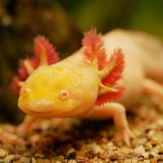 アクアウーパー ウーパールーパー の餌 100g - 観賞魚用品専門 和香