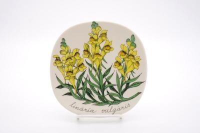 ARABIA/Botanica linaria vulgaris(ۥХ)/ץ졼