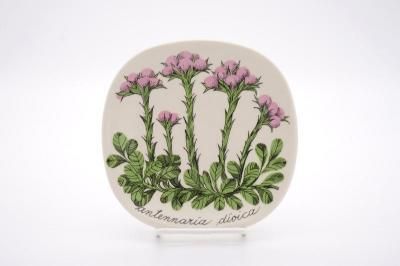 ARABIA/Botanica antennaria dioica(Υ)/ץ졼