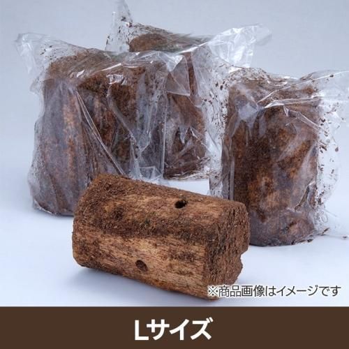 バクテリア産卵木- 菌糸ビンショップ「きのこの山」