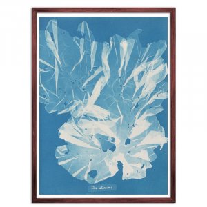 Anna Atkins [アンナ・アトキンス] - ROSSO GRAFICO