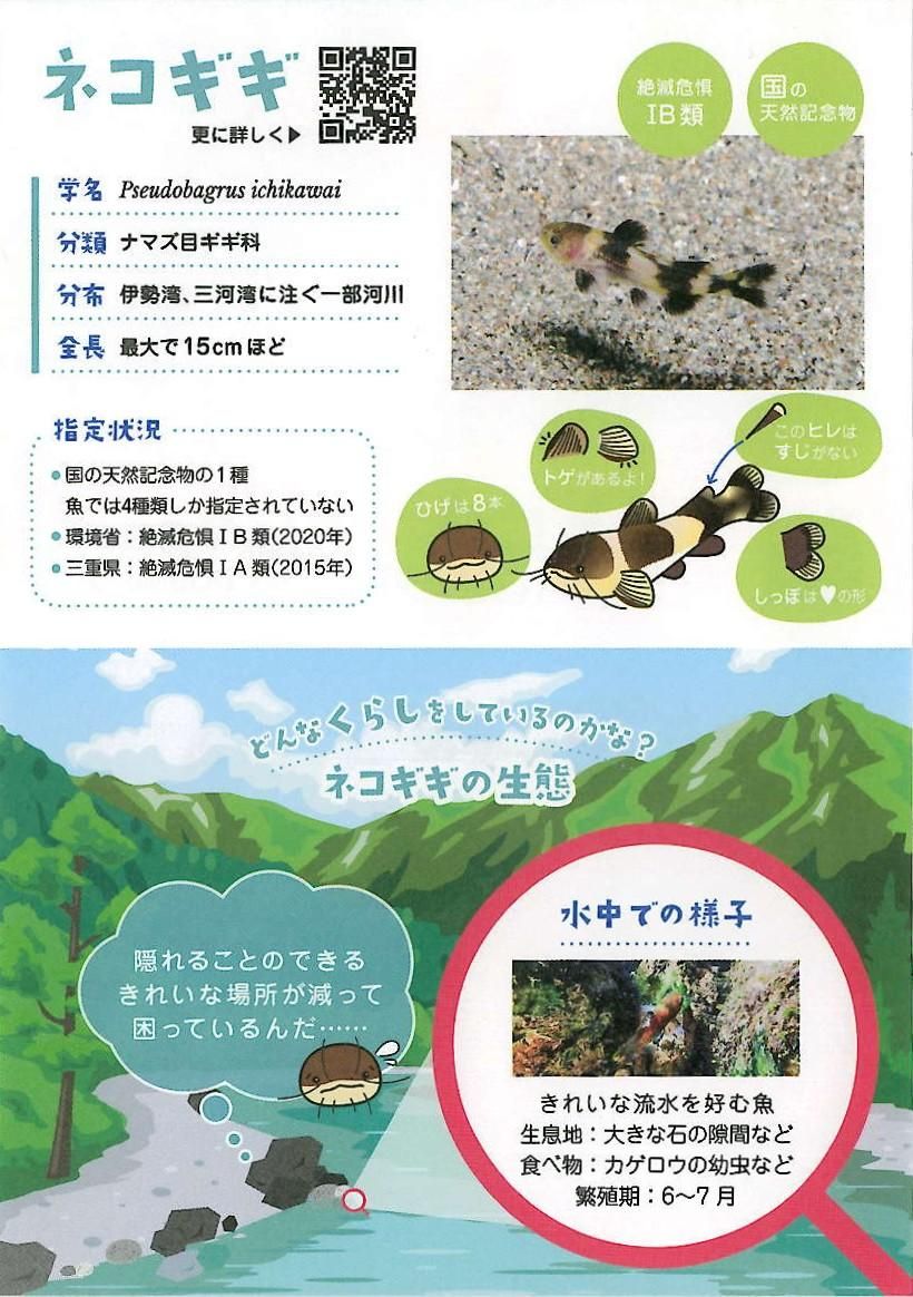 ネコギギの生態