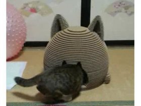 段ボール 猫ちぐら | おしゃれな猫用ハウス - 段屋風月