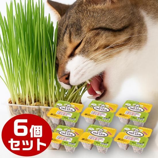 ͥäTRUE LOVE6ѥåå