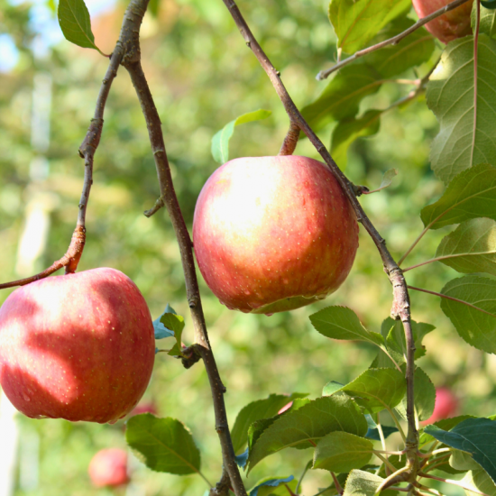 予約・数量限定】山形県産 極蜜 葉取らずパイナップルりんご