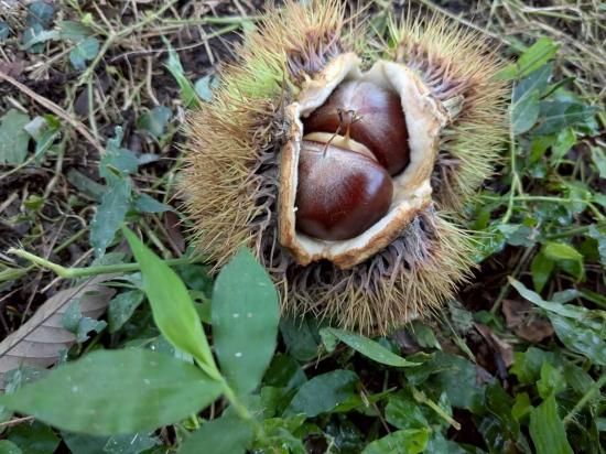 Իѷβ͡2kg۷β͡ʿ꤫ܺηϤ