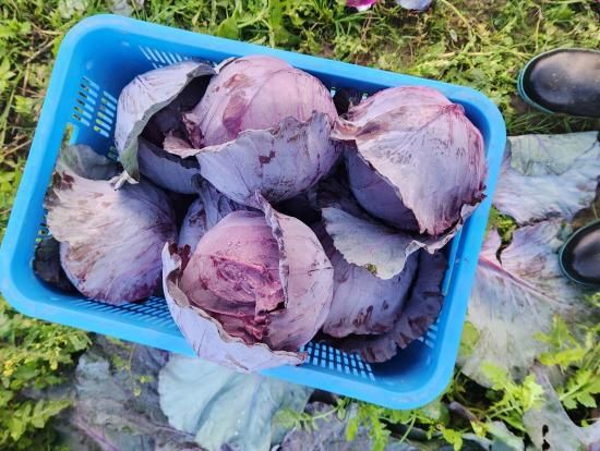 3糧åȡۥ٥&֥å꡼4