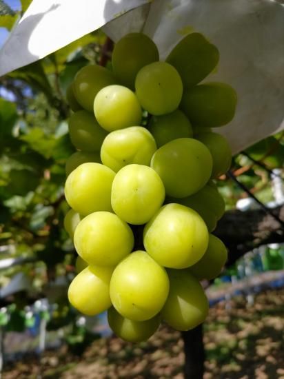 ֤䤫ʴŤߤȹꡡ㥤ޥåȡʡ900g2~3˼ˡԲľʡ