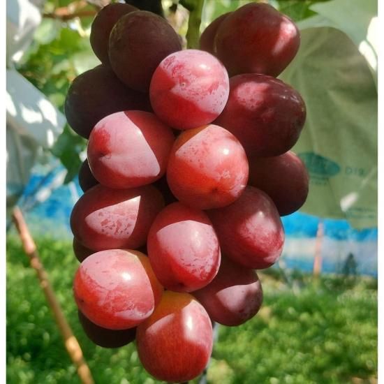 ŤĹʼ롼塡900g2~3˼ˡ Բľʡ