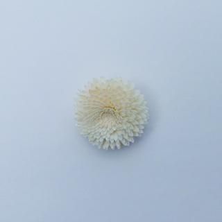 ソラフラワー シート500g ホワイト 楽天市場】ハンドメイド 資材 即日出荷 ソラ シート W(白) ソラ