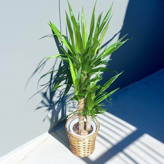 ユッカ8号 | 観葉植物ギフト - Ricflower