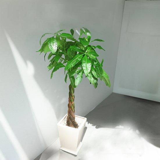 パキラ8号 陶器鉢 | 幸運のシンボル - Ricflower