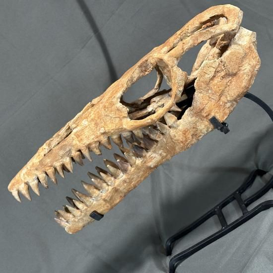 即納☆発掘証明書☆モササウルス スカル 化石☆海生爬虫類 頭骨