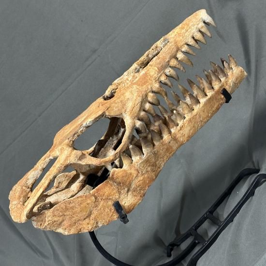 即納☆発掘証明書☆モササウルス スカル 化石☆海生爬虫類 頭骨