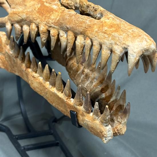 即納☆発掘証明書☆モササウルス スカル 化石☆海生爬虫類 頭骨