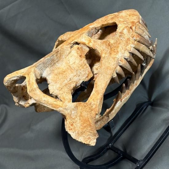 即納☆発掘証明書☆プレシオサウルス スカル 化石☆海生爬虫類