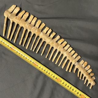 本物　オビラプトル　後肢骨　化石　専用台座付き 本物 オビラプトル 後肢骨 化石 専用台座付き 楽天市場