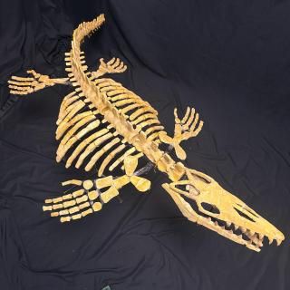 ティラノサウルス 歯 牙 化石 恐竜 獣脚類 鑑定書 1250