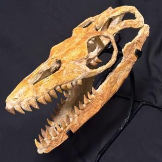 首長竜【ザラファサウラ スカル プレシオサウルス上科 約37cm】7000年