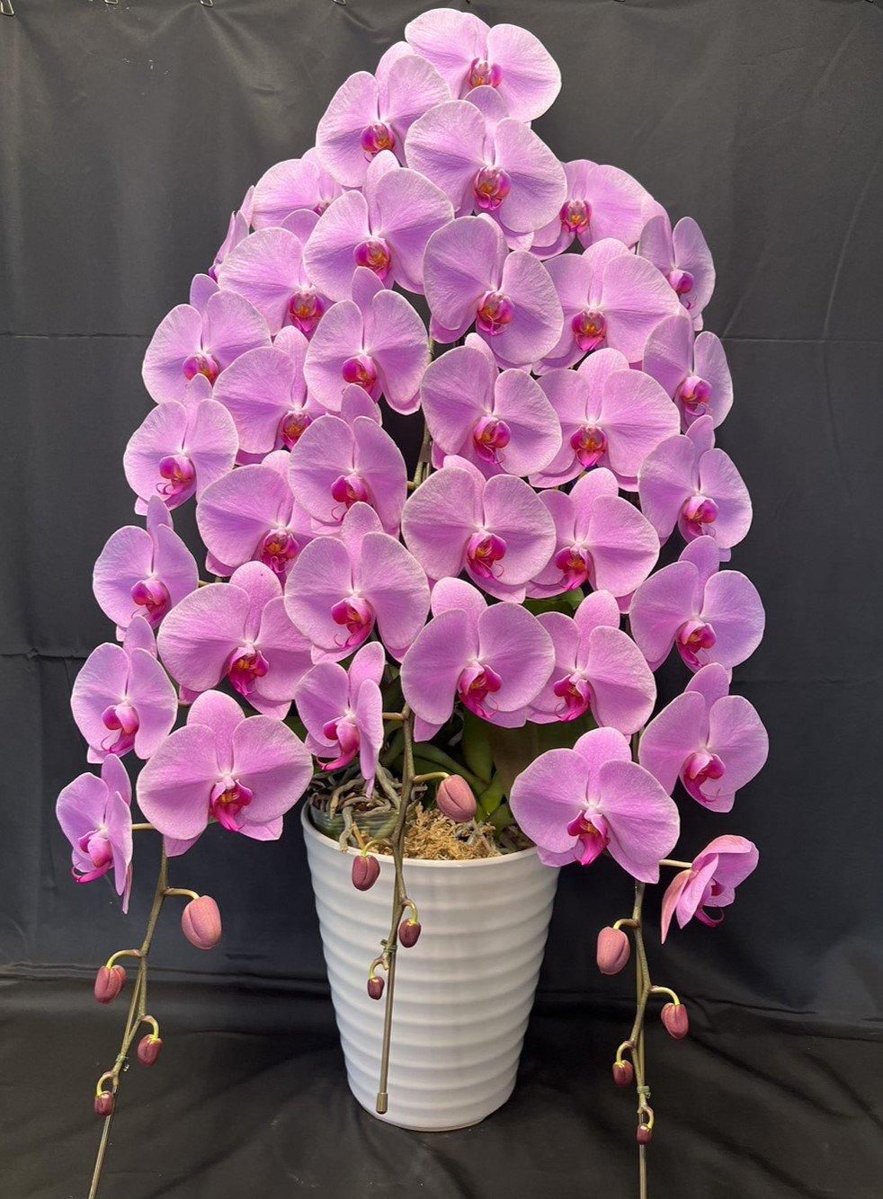 C02最高級胡蝶蘭KIWAMI ピンク