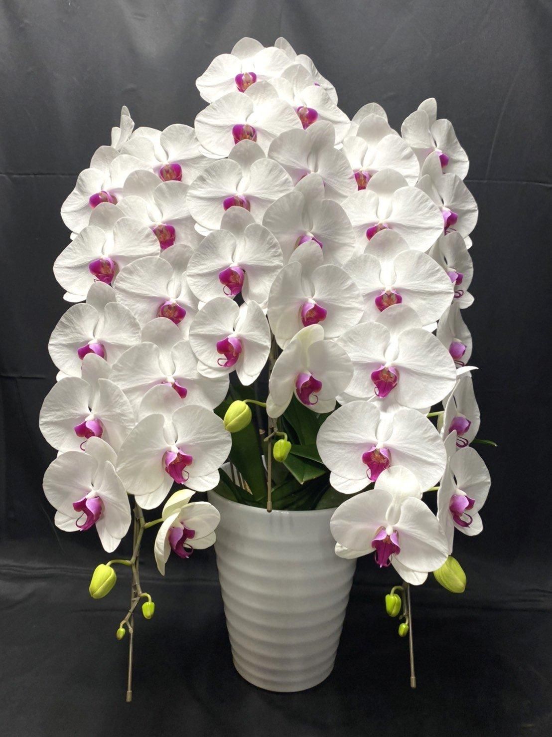 C04プレミアム胡蝶蘭3本立 白(リップ)