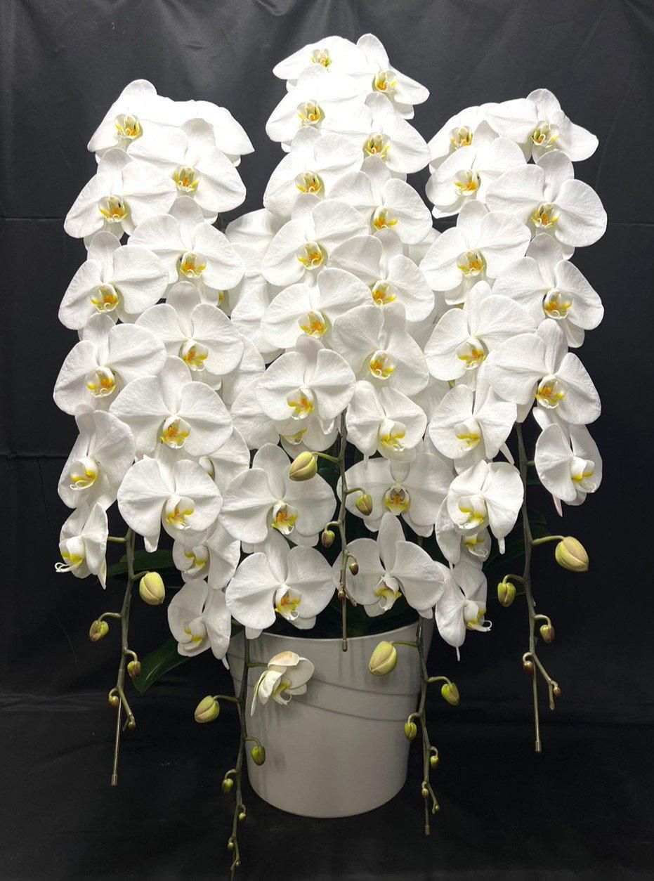 C05プレミアム胡蝶蘭5本立 白
