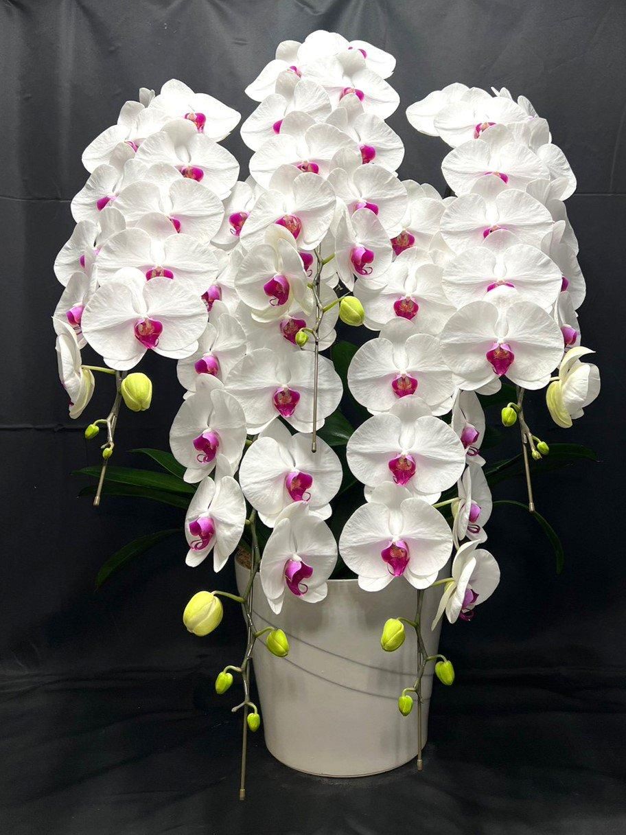 C06プレミアム胡蝶蘭5本立 白(リップ)
