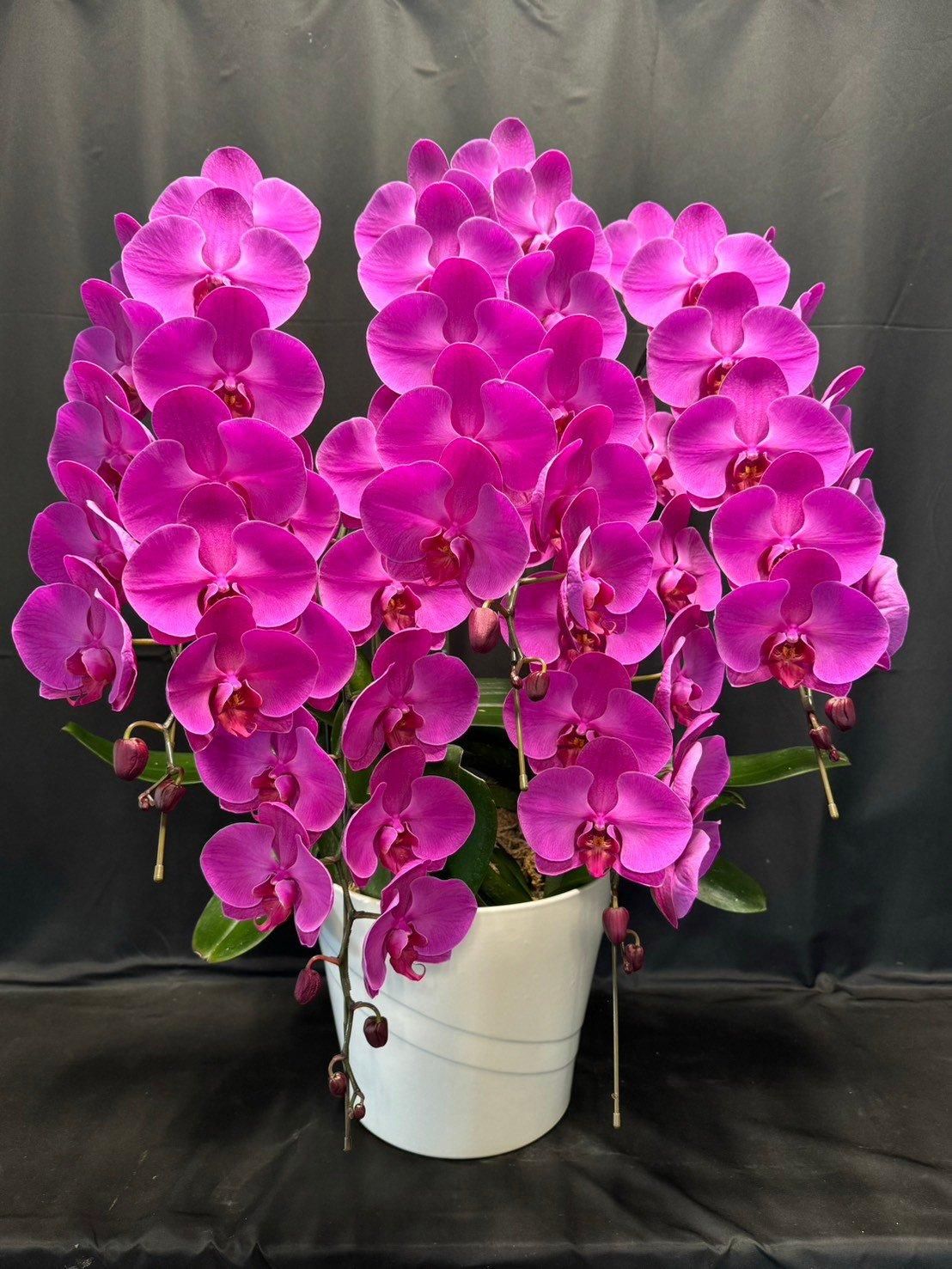 C07プレミアム胡蝶蘭5本立 ピンク