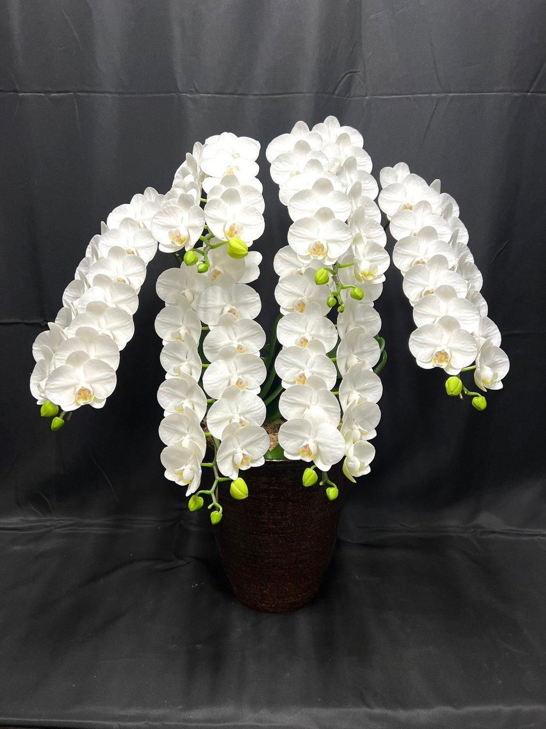 C08ミディ系胡蝶蘭Fairy 白