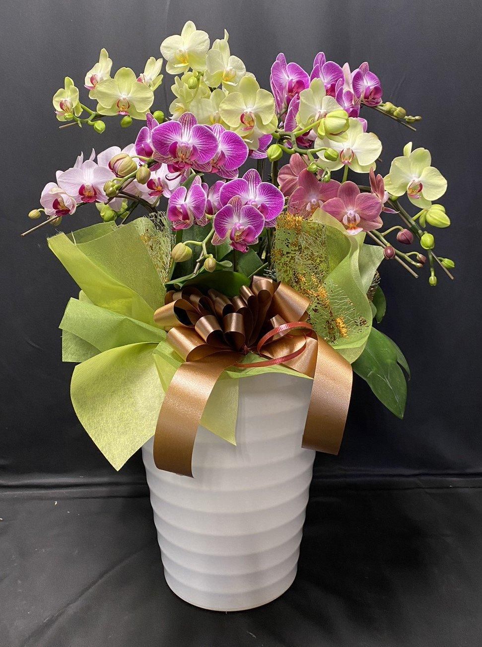 C12MIXCHA7本立(ミニ胡蝶蘭)