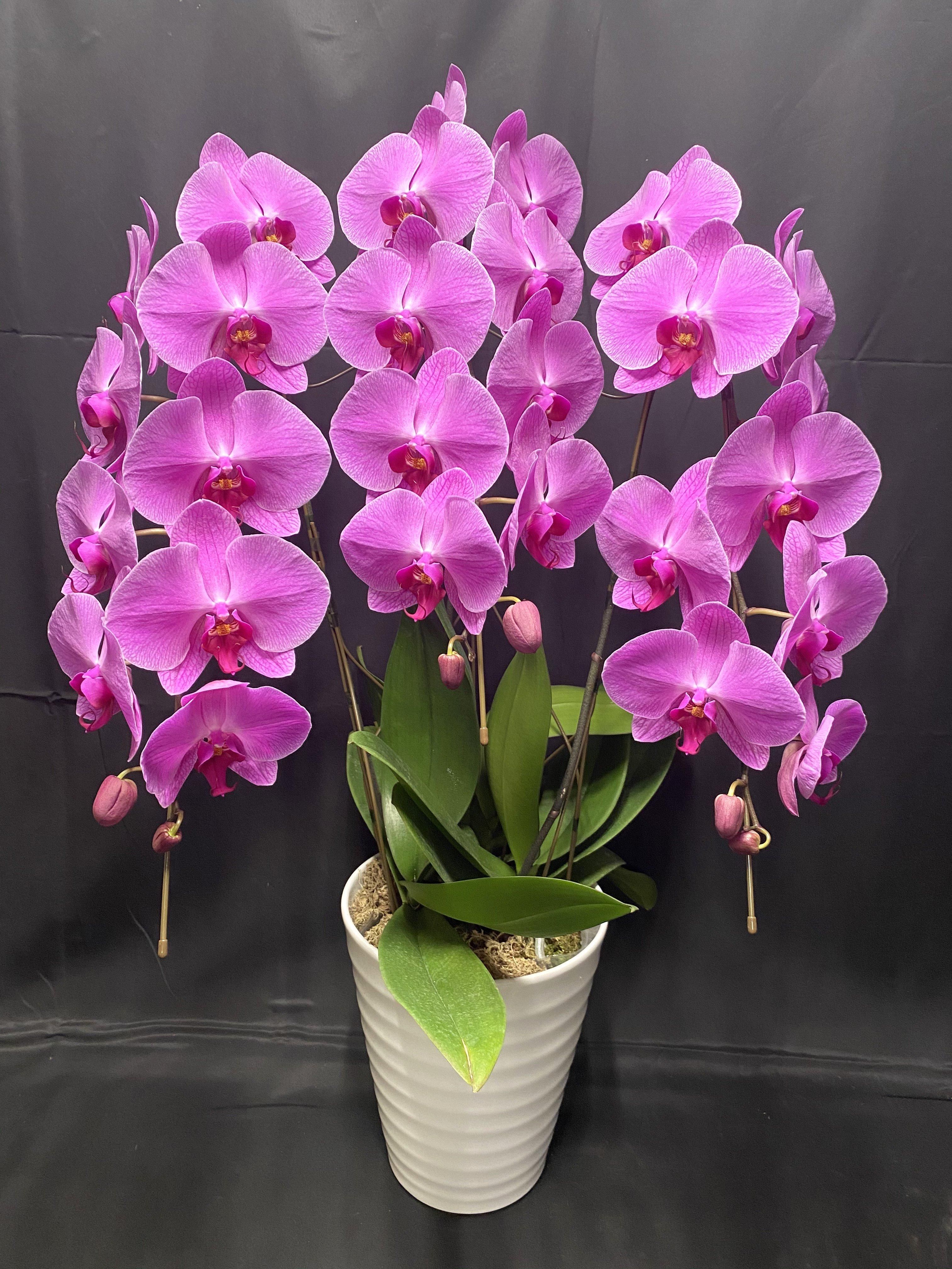 C16県産胡蝶蘭3本立 ピンク(11輪)