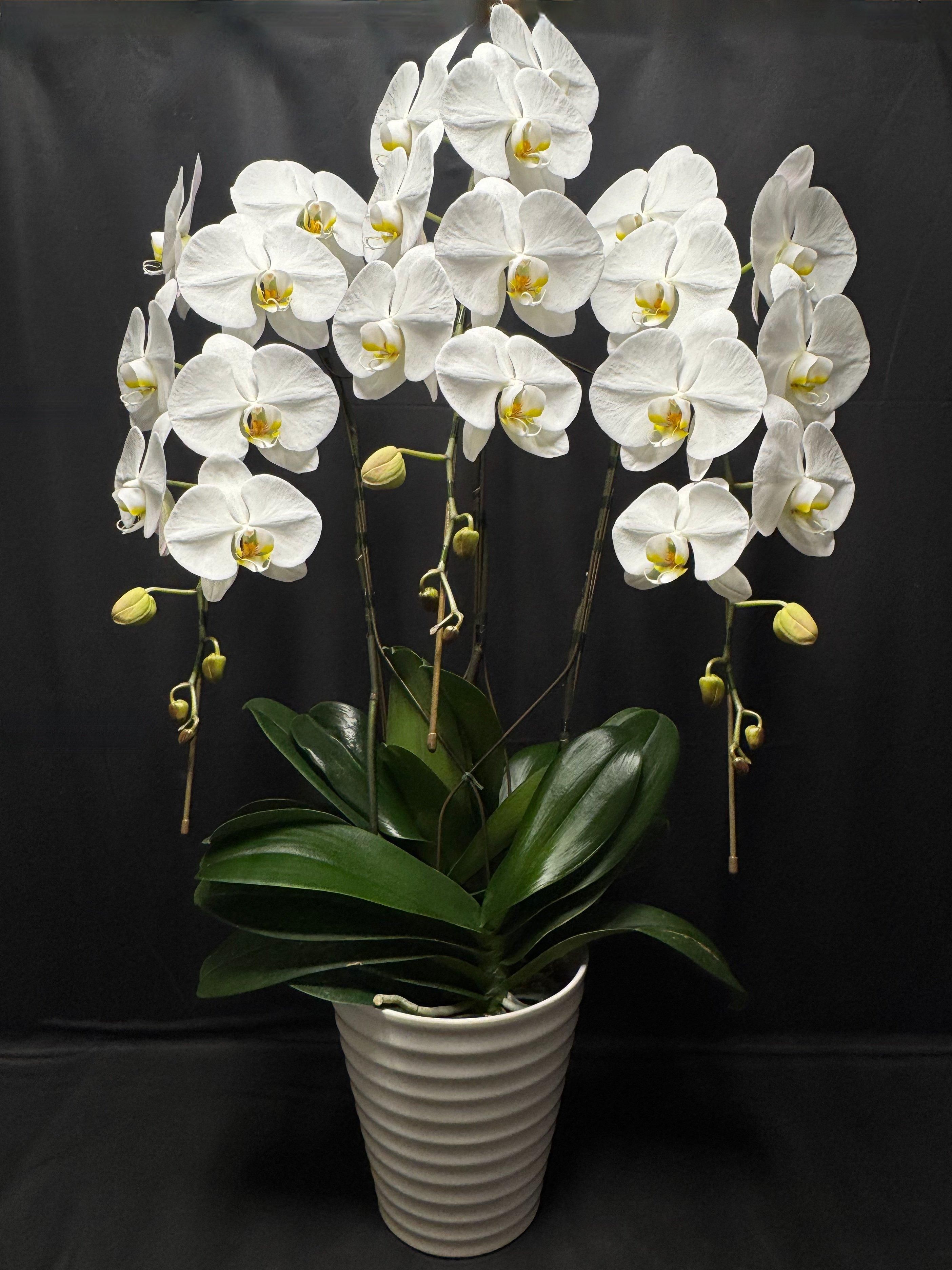 C13県産胡蝶蘭3本立 白(11輪)