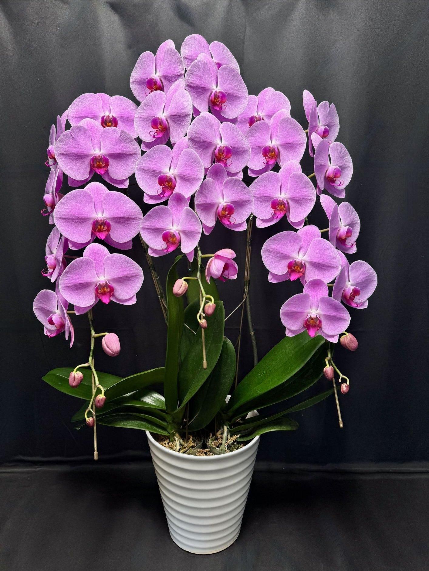 C17県産胡蝶蘭3本立 ピンク(12輪)