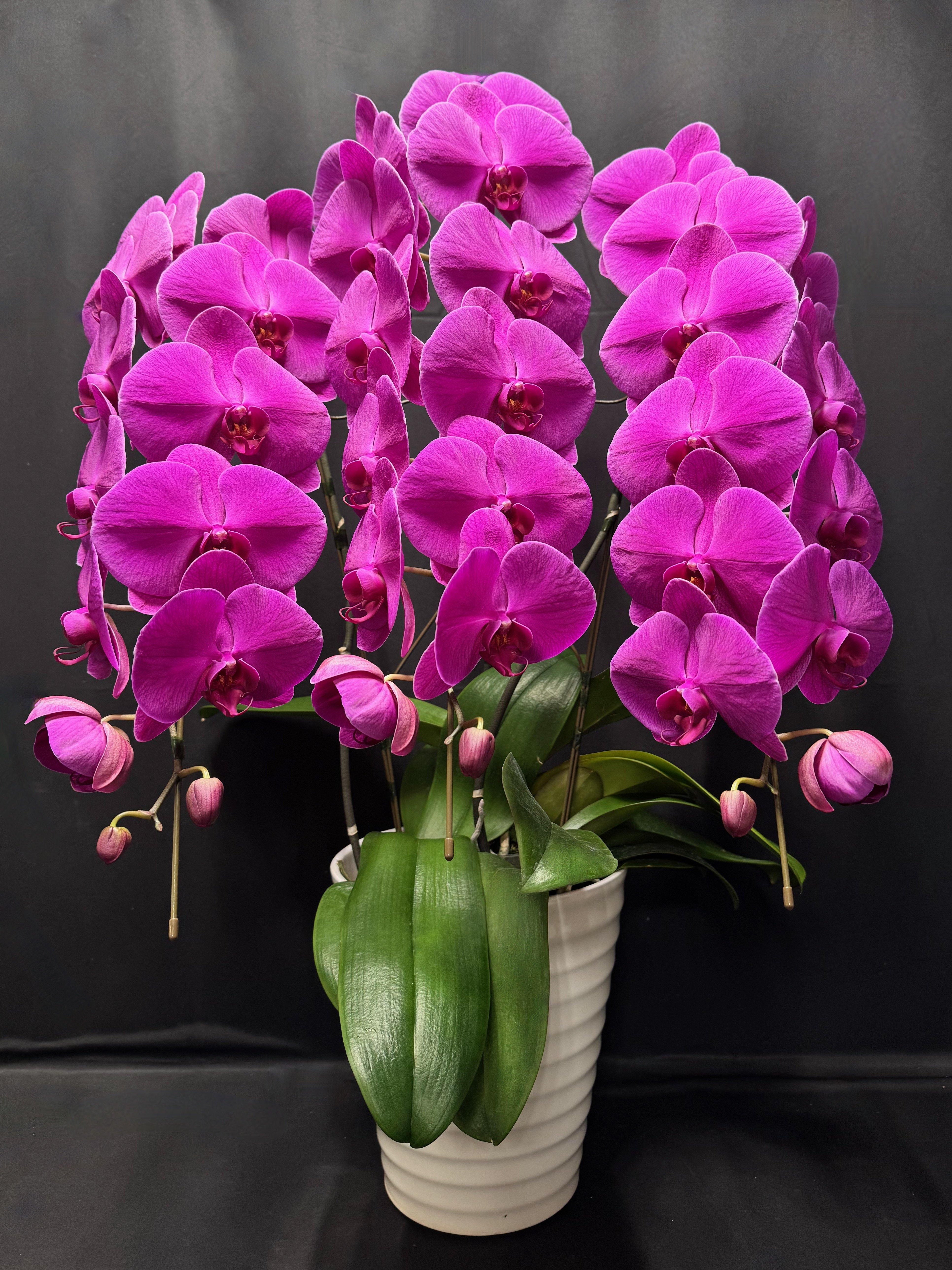 C18県産胡蝶蘭3本立 ピンク(13輪)