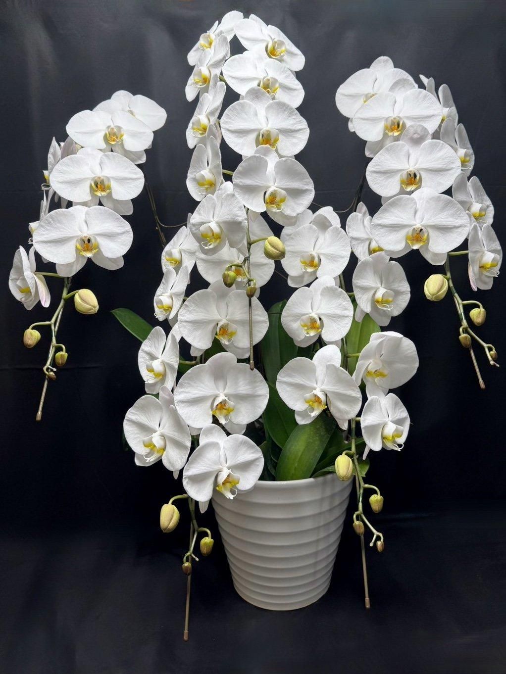 C20県産胡蝶蘭5本立  白(12輪)
