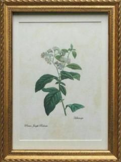 pealimo 植物画 | インテリアアート - Muse International Net Shop