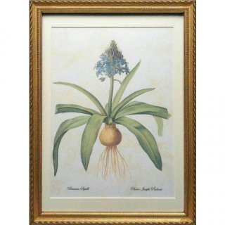 pealimo ̥ 46cm33cm ƥꥢ  ʪ  ɾ ԥ 祻 ɥ ܥ˥륢 Peruvian Squill ƥ