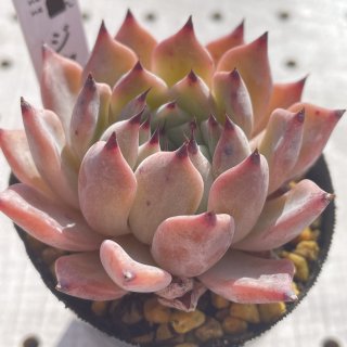 韓国苗通販 エケベリア 多肉植物販売なら多肉植物専門店nene