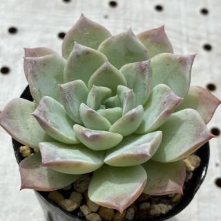ᥤ󥰥쥤
