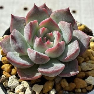 饤