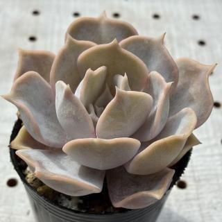 饷