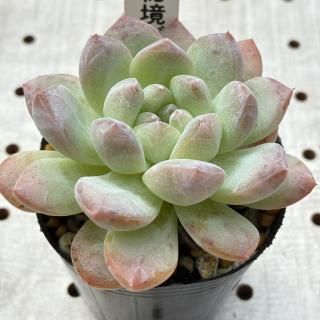붭꡼