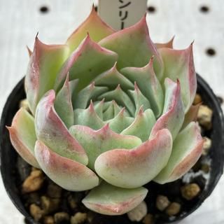 ꡼ϡ