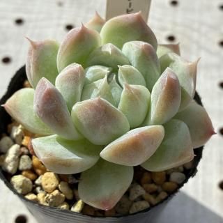 Ρӥ塼ƥ